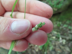 Carex cumberlandensis