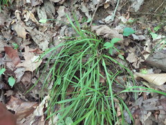 Carex cumberlandensis