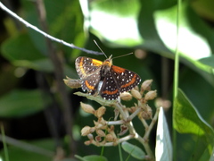 Lemonias stalachtioides