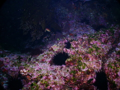 Centrostephanus rodgersii