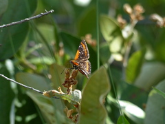 Lemonias stalachtioides