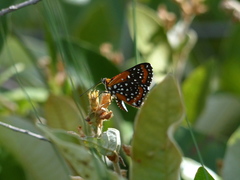 Lemonias stalachtioides