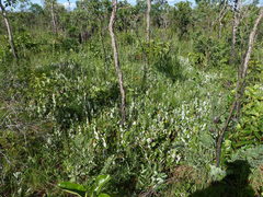 Lemonias stalachtioides
