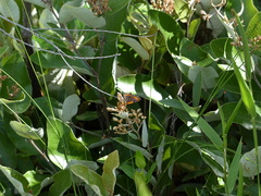 Lemonias stalachtioides