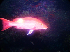 Bodianus unimaculatus