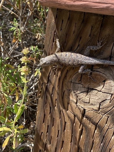 iNaturalist observation photo of Western Fence Lizard