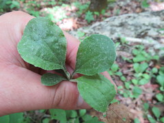 Antennaria solitaria
