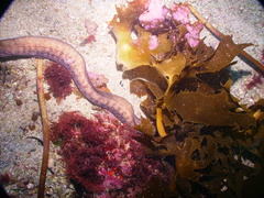 Gymnothorax nubilus