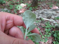 Antennaria solitaria