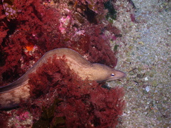 Gymnothorax nubilus