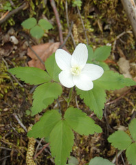 Anemonoides quinquefolia