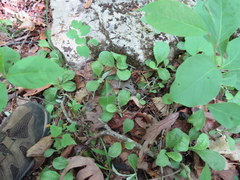 Antennaria solitaria