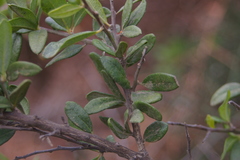 Castela galapageia