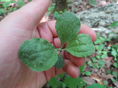 Antennaria solitaria