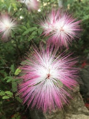 Calliandra selloi