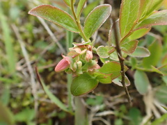 Vaccinium angustifolium image