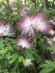 Calliandra selloi