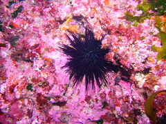 Centrostephanus rodgersii