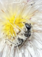 Diadasia bituberculata