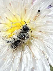 Diadasia bituberculata