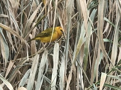 Ploceus castaneiceps