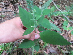Scutellaria pseudoserrata