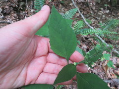 Scutellaria pseudoserrata
