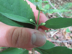 Scutellaria pseudoserrata
