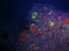 Pseudolabrus luculentus