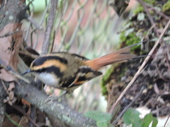 Aphrastura spinicauda spinicauda