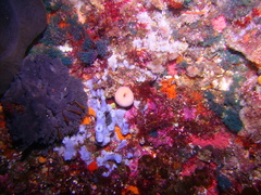 Forsterygion maryannae