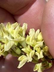 Astragalus trichopodus