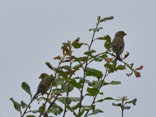 European Greenfinch, 6612 Nederasselt, Nederland, photo 9 of 10
