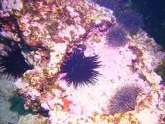 Centrostephanus rodgersii