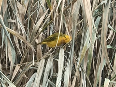 Ploceus castaneiceps