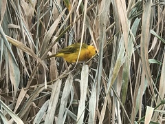 Ploceus castaneiceps