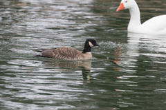Branta hutchinsii leucopareia