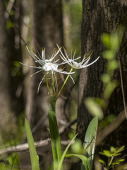 Hymenocallis crassifolia