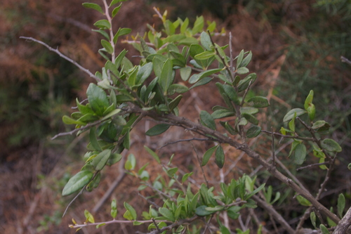 Image of Castela galapageia by no rights reserved