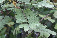 Senna alata
