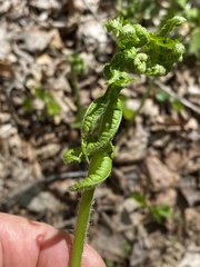 Deparia acrostichoides