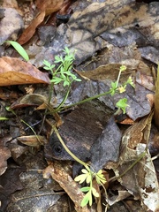 Floerkea proserpinacoides