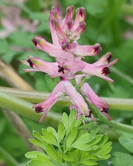 Fumaria bastardii