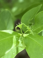 Buckleya distichophylla