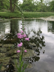 Physostegia pulchella