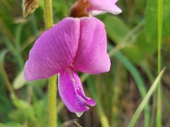Tephrosia potosina
