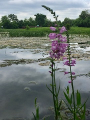 Physostegia pulchella