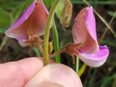 Tephrosia potosina