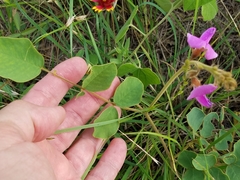 Tephrosia potosina