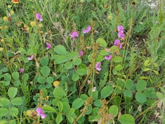 Tephrosia potosina